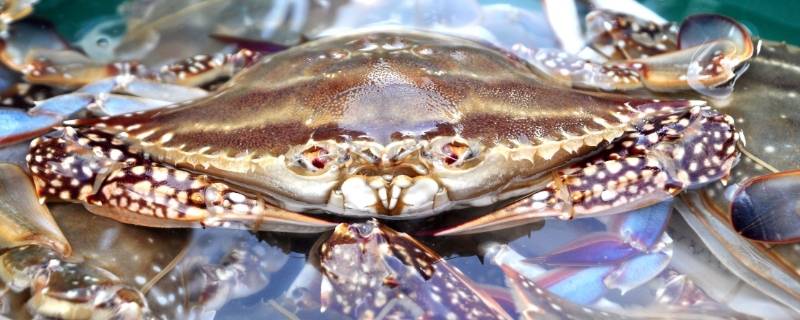 海蟹和河蟹有什么区别 海蟹和河蟹有什么区别图片