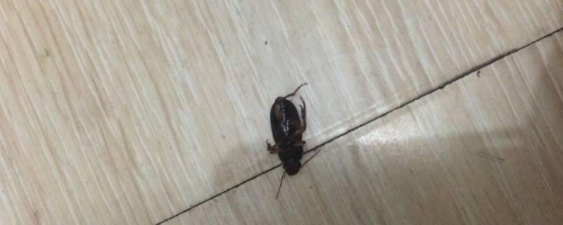 家里突然出现黑盖虫从哪来的(家里为什么有黑盖虫)