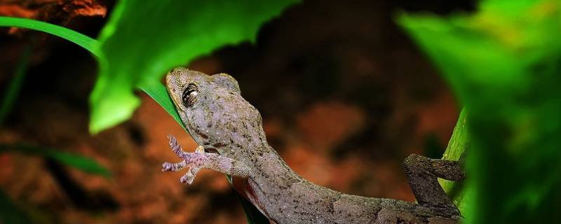 壁虎吃蜘蛛吗 壁虎吃不吃蚂蚁和蜘蛛