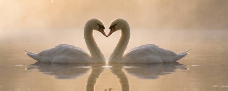 白天鹅的寓意 白天鹅的寓意及象征爱情