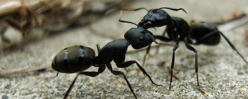 蚂蚁中为什么会有大头的蚂蚁 蚂蚁中的大头蚂蚁是干嘛的