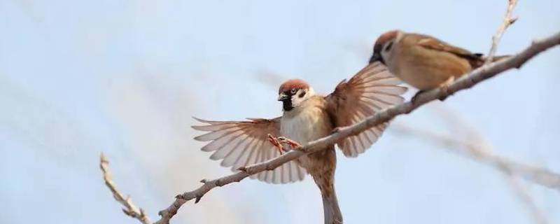 麻雀属于国家几级保护动物（麻雀是几级保护动物）