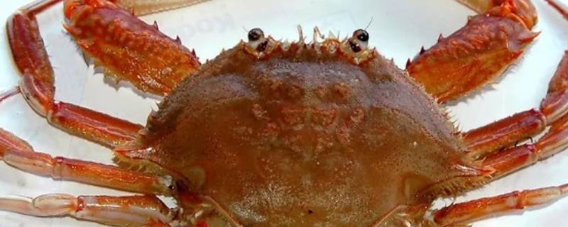 螃蟹产卵多久出小螃蟹（螃蟹多久产一次卵）