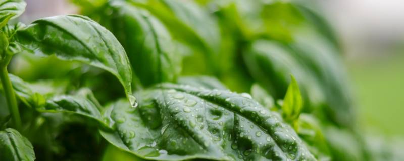罗勒叶在超市叫什么 罗勒叶什么地方有卖的