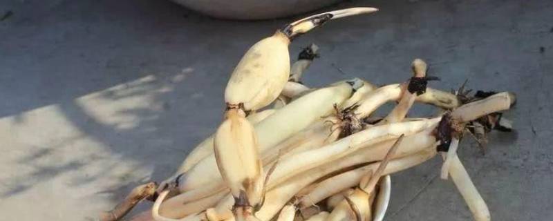 食用的藕根是荷花的哪个部分 我们食用的藕根是荷花的根状茎