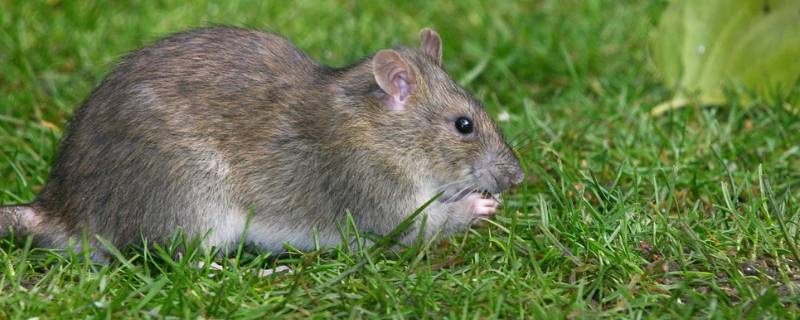 老鼠讨厌什么气味东西 老鼠讨厌什么气味?
