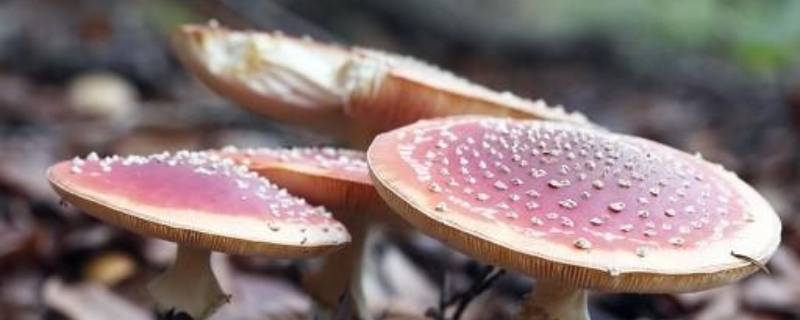 蘑菇是怎么生长出来的 野生蘑菇是怎么生长出来的