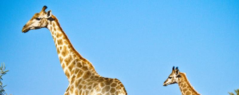 长颈鹿有多长多高 长颈鹿大约有多高