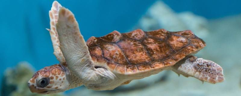 海龟吃水母吗（海龟吃水母嘛）