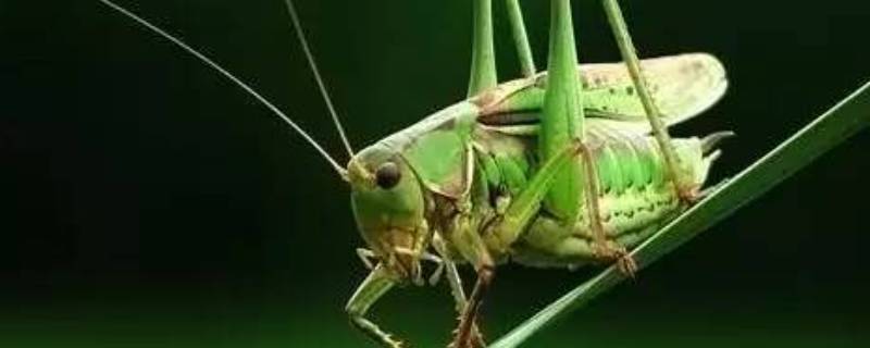 怎么让蝈蝈快速开叫 如何让蝈蝈叫出声