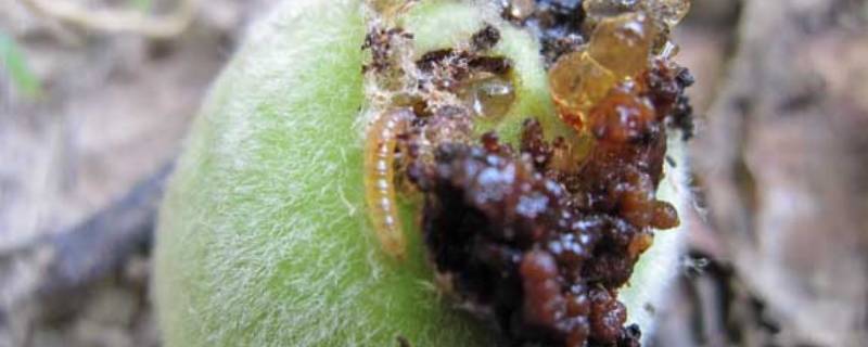 桃核里的虫子是什么虫子 桃核里面的虫子叫什么