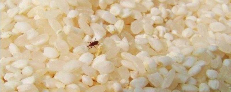 米虫会在地板繁殖吗 家里地板上好多米虫有关系吗
