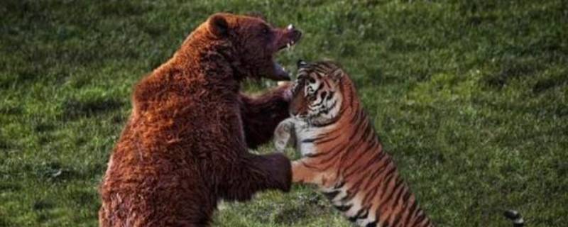 老虎打得过棕熊吗 老虎打得赢棕熊吗