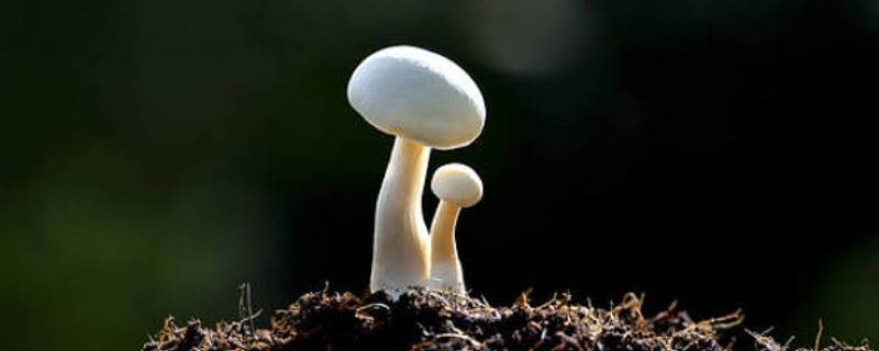 蘑菇结构（蘑菇结构图片）