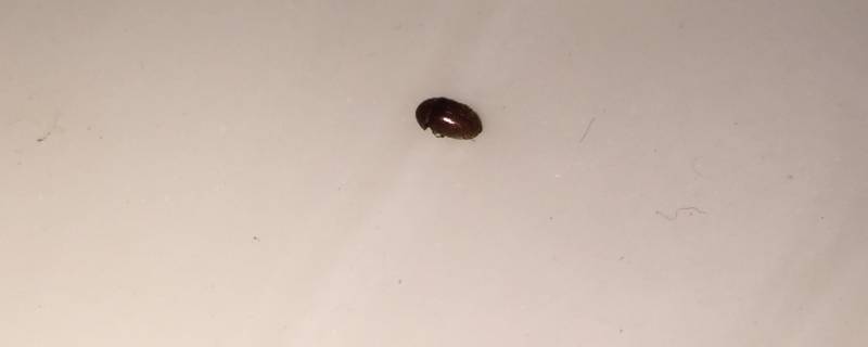 小米粒大小的褐色硬壳虫子（米粒大小的棕色硬壳小虫子）