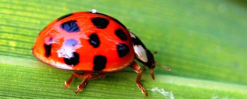甲壳虫是益虫还是害虫 甲壳虫是益虫还是害虫呢