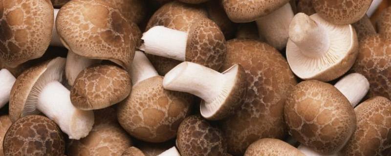 菌菇种类 菌菇种类有哪些