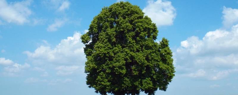 树被水淹了还能活吗 树被水淹了还能活吗的说说