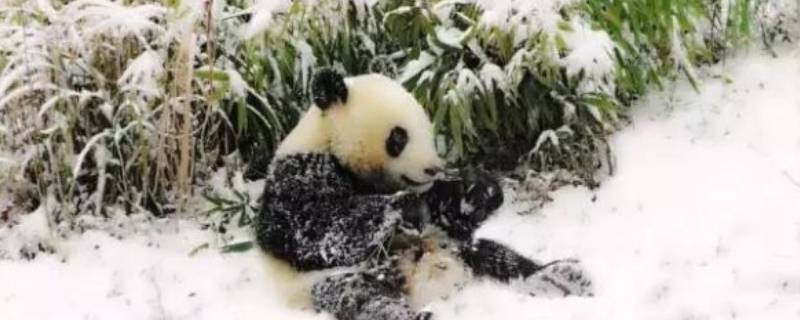 大熊猫是否冬眠 大熊猫有没有冬眠的情况