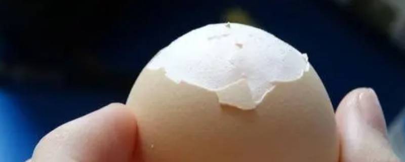 卵壳膜的作用（卵壳和卵壳膜的作用）