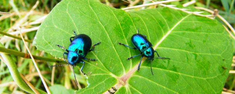 蓝色的虫子是什么虫子 蓝色的虫子是什么虫子是长的