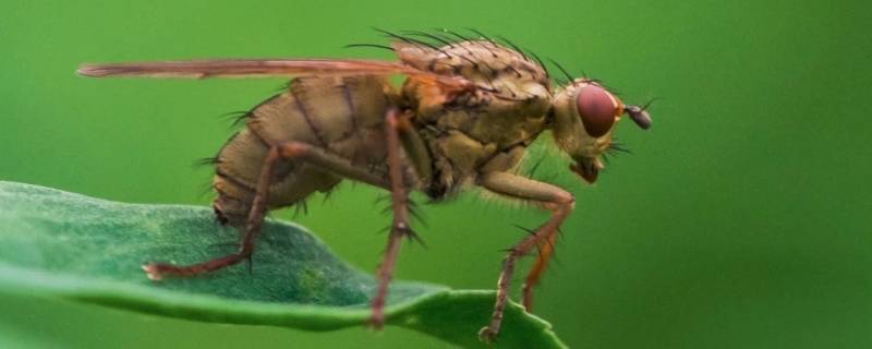 黑腹果蝇是什么东西 黑腹果蝇和果蝇