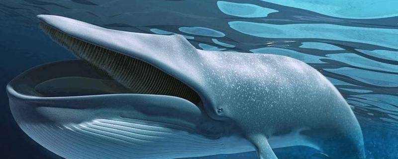 保护蓝鲸的标语 保护蓝鲸的标语有哪些