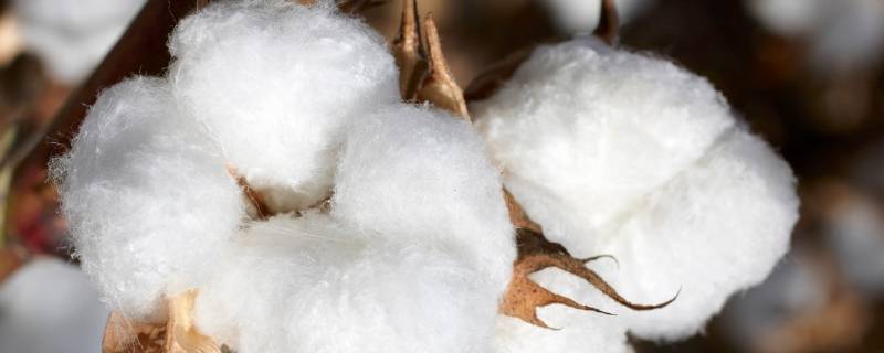 新疆棉是什么面料 新疆棉是啥棉