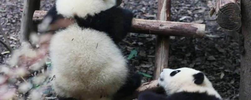 大熊猫的价值怎么写 国宝大熊猫的价值怎么写