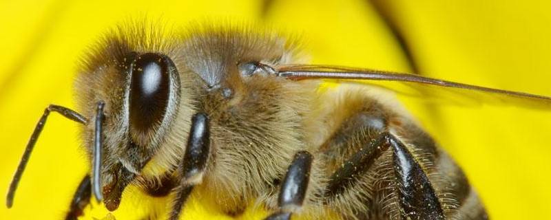 蜜蜂的作用 蜜蜂的作用有哪些好处