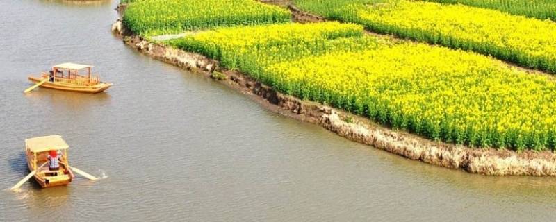 芒种代表什么（芒种代表什么生肖）