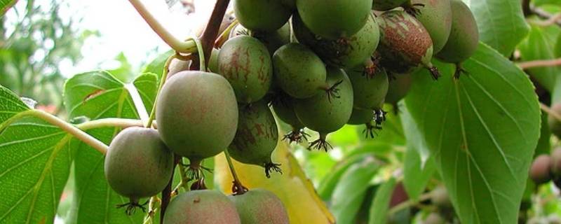 软枣猕猴桃的味道 软枣猕猴桃和普通猕猴桃味道一样吗