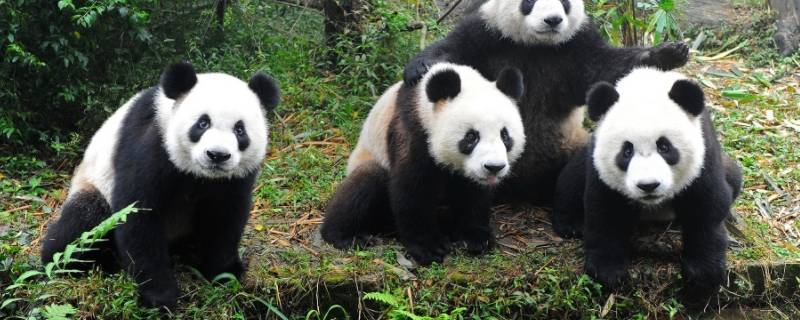 大熊猫类别有哪些 大熊猫的类别有哪些?