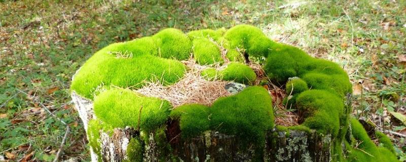 目前苔藓植物中有没有可以食用的（目前苔藓植物中有没有可以食用的细菌）