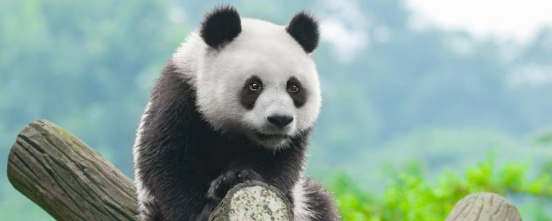 熊猫为什么是熊科 熊猫为什么是熊科而不是猫科