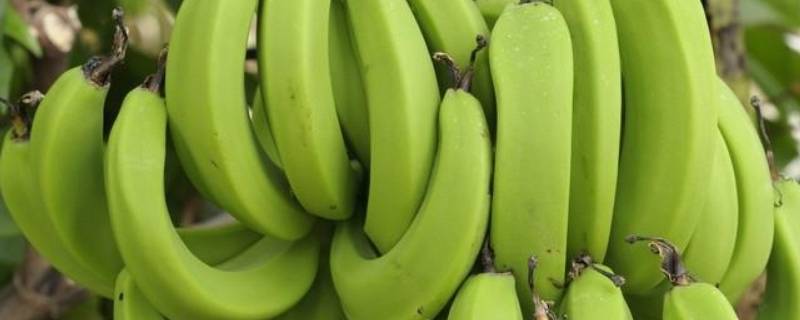 熟香蕉怎么保存时间更长 香蕉熟了怎样放保存的时间比较长