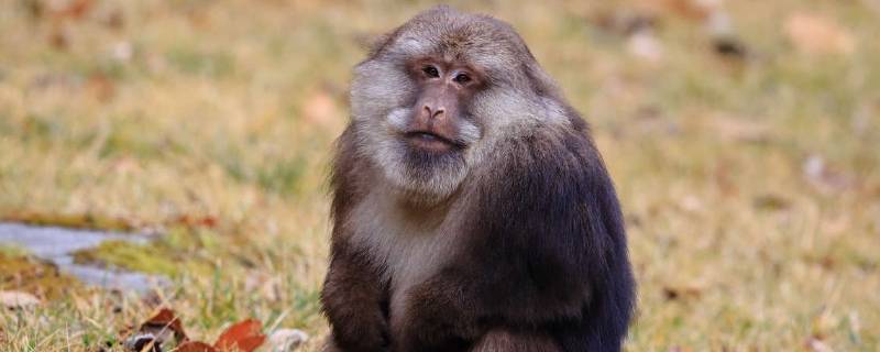 藏酋猴的特点 藏酋猴是国家保护动物吗