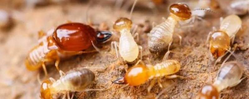 大水蚁能活多久 大水蚁的寿命
