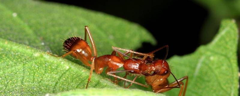 红蚂蚁是什么样子的 红蚂蚁是什么蚂蚁