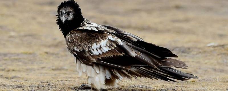 兀鹫的特点 兀鹫是什么