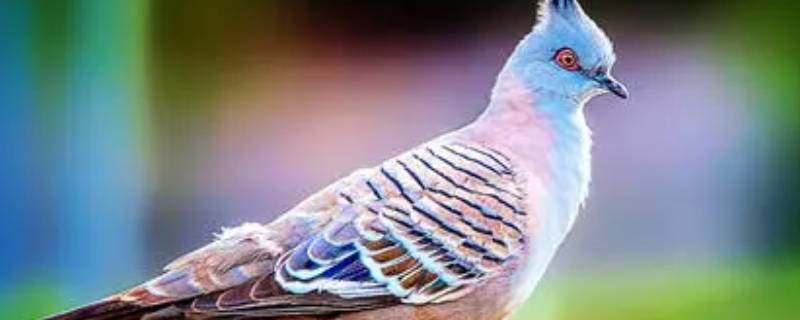 彩色的鸟主要内容 彩色的鸟主要内容概括