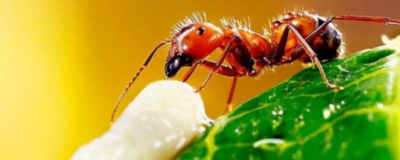 家里有红蚂蚁怎么回事 家里有红蚂蚁该怎么办