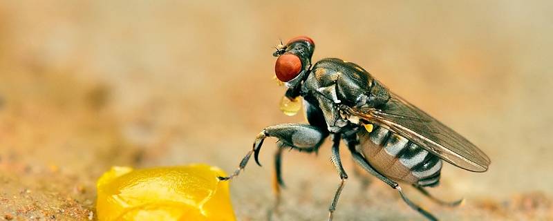 螳水蝇的特点 水蝇是害虫吗