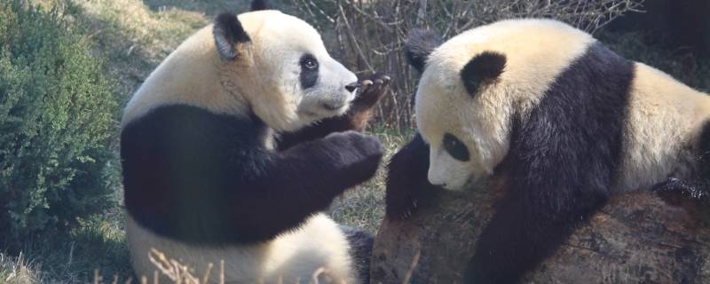大熊猫的活动有哪些（大熊猫的活动有哪些,拟人句）
