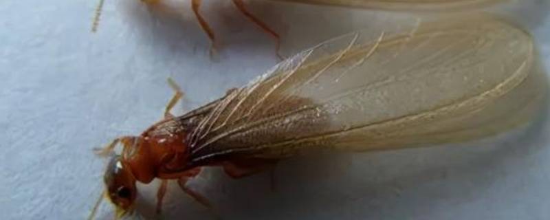 大水蚁寿命为什么只有一天 大水蚁的寿命