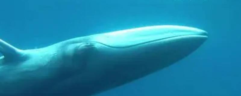 角岛鲸的特点 一角鲸的特点简介