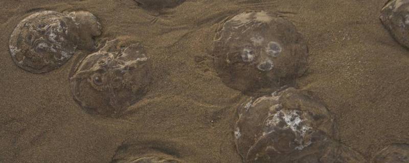 海边沙滩上圆圆透明的是什么 海边沙滩上透明的圆球