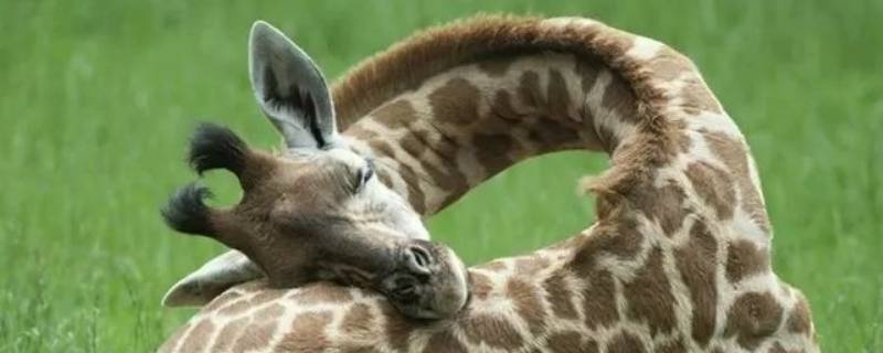 长颈鹿是怎么睡觉的 长颈鹿咋睡觉的
