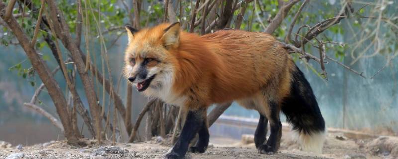 赤狐的特点 赤狐的介绍