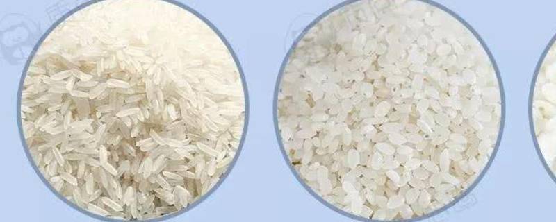 籼米和粳米有什么区别 籼米和粳米有什么区别 袁隆平